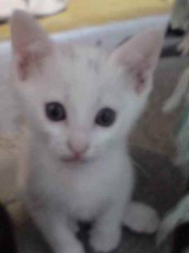 真っ黒の猫は2匹とも女の子かも？