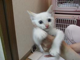 ☆ 必ずワクチン、去勢手術をして