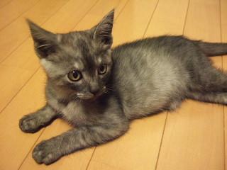 可愛そうな子猫を１匹でもなくすよ