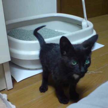 首の下辺りに2?ぐらい丸い円で白