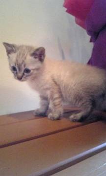 ちょっとシャムかかってて耳、手足