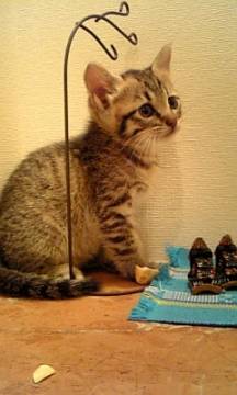 薄い雉トラです。