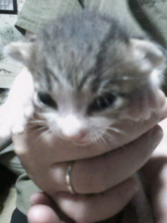 黒虎、茶虎、白のぶち猫です。少し