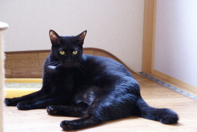 とても甘えん坊です。
ワンちゃ