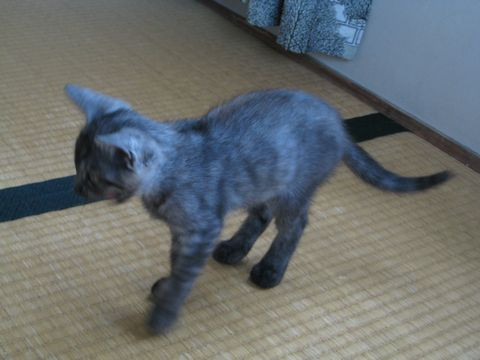 尻尾もスーッと長く、模様も色も結