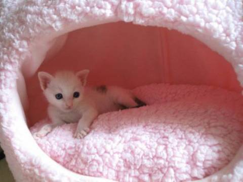 ・トイレのしつけとカリカリが食べ