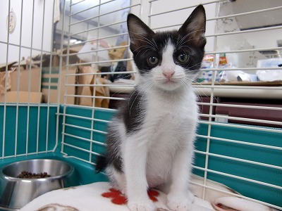 兄妹でよく遊ぶ 元気な男の子です