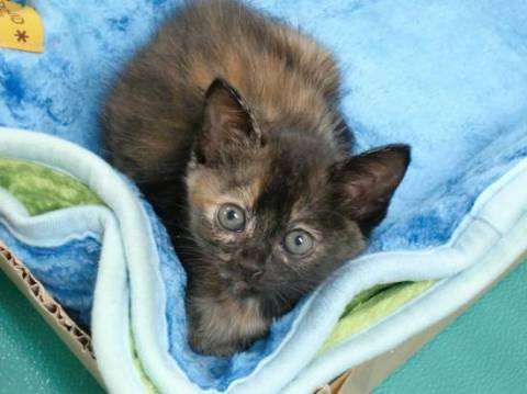 とっても甘えん坊さんで 頭をスリ