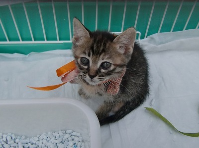 募集要項 
・事前アンケートに