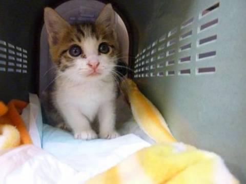 ☆　必ずワクチン、不妊手術をして