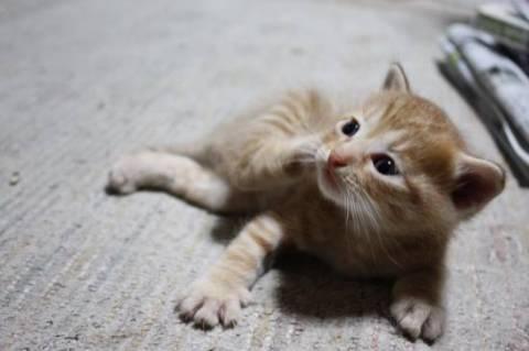 三毛猫とオレンジの縞模様の子の２