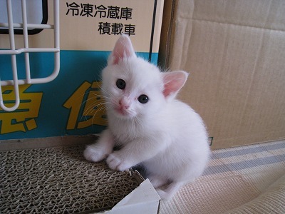 募集要項 
・事前アンケートに