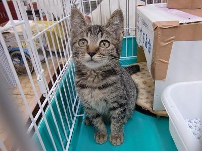 募集要項 
・事前アンケートに