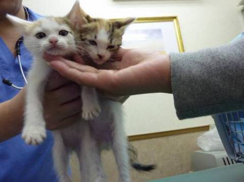 ☆　必ずワクチン・不妊手術をして