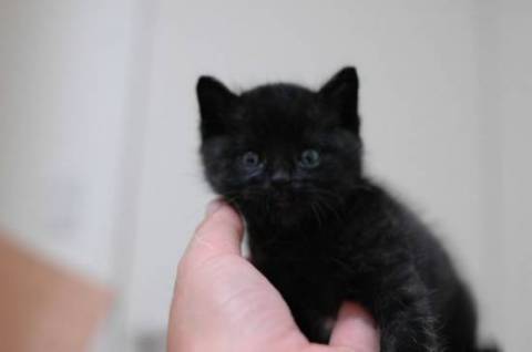 甘えん坊で人も猫も大好き。
お
