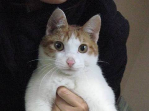 去勢・健康診断済み。わが家には猫