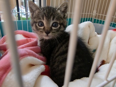 募集要項 
・事前アンケートに