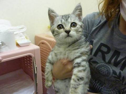 ☆　必ずワクチン・不妊手術をして