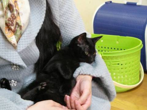 活発でひとなっつこく甘えんぼです