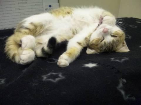 とっても人懐っこくて甘えん坊さん