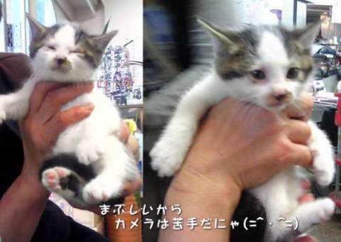 まだ親猫の元で授乳中です。詳しい