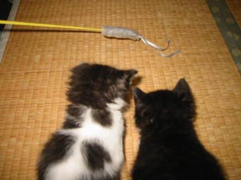 ピッピはひょっとしたら男の子かも