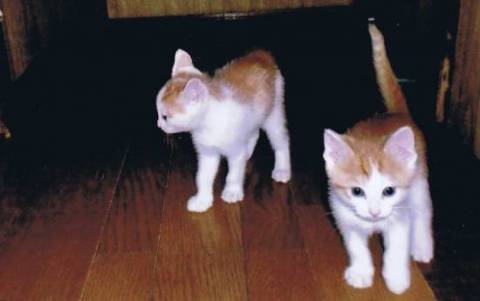 とにかく元気で家中走り回っていま