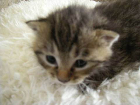 トラ猫、尻尾は真直ぐです。とても