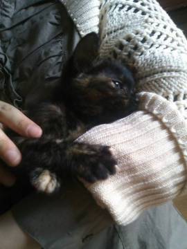 サビ柄のメス猫です。白茶柄の姉妹