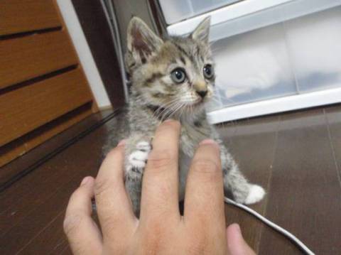 かわいい。