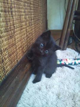 好奇心いっぱいの子猫らしい子猫で