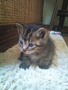 典型的な子猫・・と思います。