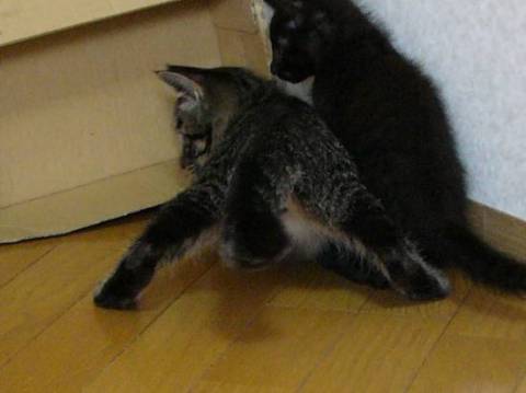 濃茶トラ（キジ）柄で兄弟や他の猫