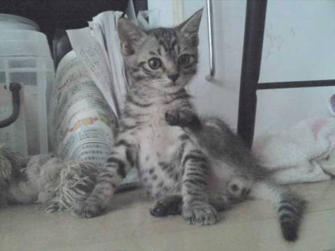 丸顔で眼がパッチリ、まっすぐ長し