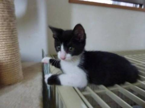 元気で懐こい可愛い子です。しっぽ