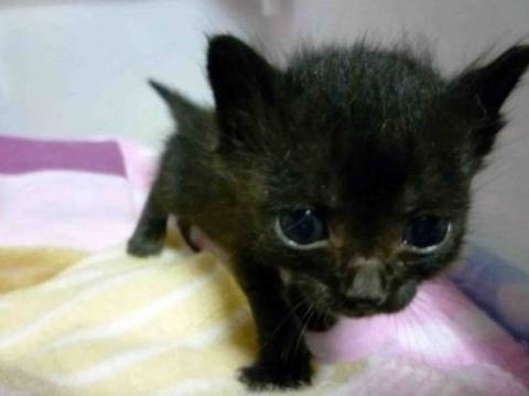 とてもかわいい黒猫3きょうだいで