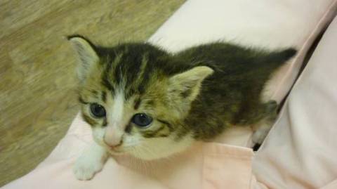 キジトラ・白の女の子です。ごはん