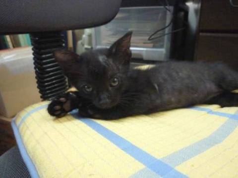 真っ黒で目が青っぽいグレー。
