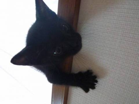 真っ黒で、目が黄色い男の子です。