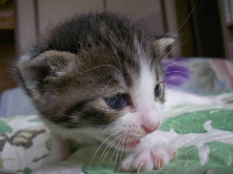 画像1トラ猫しっぽは真直ぐで白い