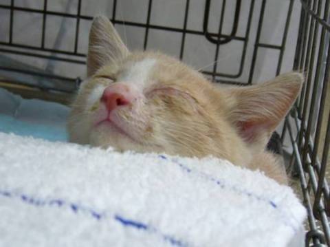 元気一杯です。撫でるとゴロゴロい