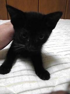 黒猫ですが､首に少し白い毛があり