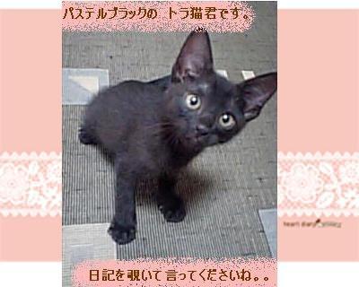 里親さんが見つかった子共々　兄弟