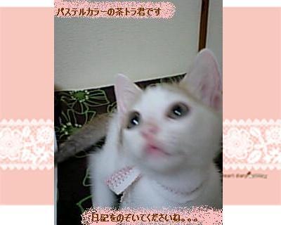 パステルの茶トラくんです。
