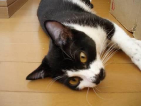 甘えん坊で人懐っこい性格です。完