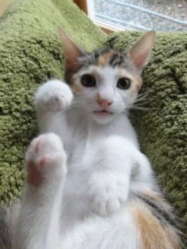 人懐っこい元気のよい可愛い三毛猫