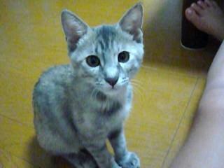 キジ茶（背中にきいろが混じってい