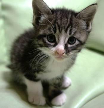 母猫はメインクーンなので、大きく