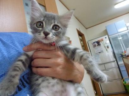 グレーの綺麗な毛並みです。１．５