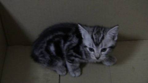 好奇心旺盛の元気な子猫です。
